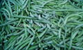 IQF Whole Green Beans ,Frozen Green Beans Wholes,IQF cut green beans 2