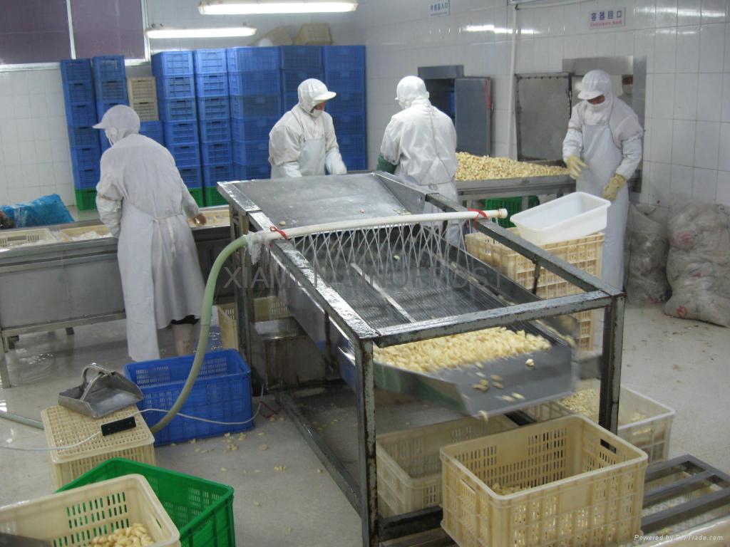 IQF garlic ,Frozen garlic, cloves/diced/puree SFFVgarlic SINOFROST