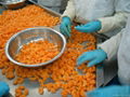 IQF Mandarin Segments,IQF Tangerine Segmemts, Frozen Mandarin Segments