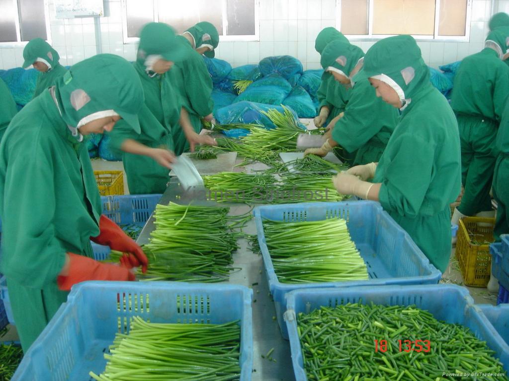 IQF garlic sprouts cuts,Frozen garlic sprouts cuts 2