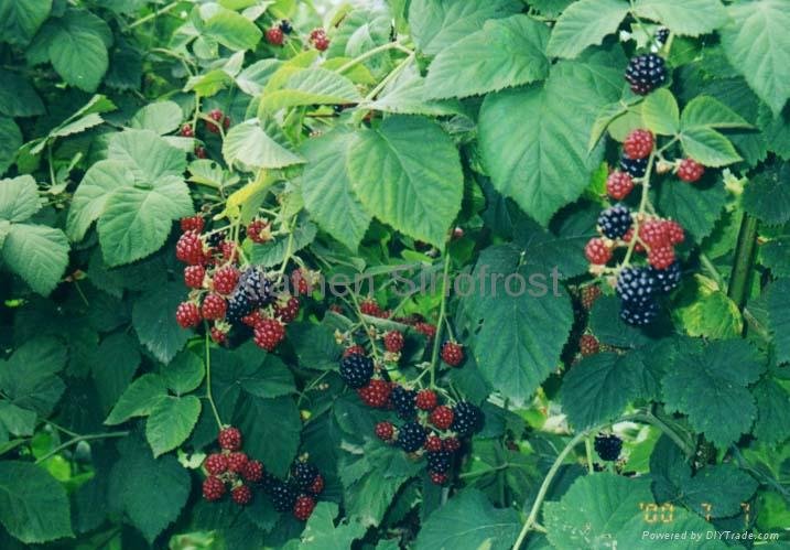 IQF Blackberries,Frozen Blackberries,IQF blackberry,Frozen Blackberry 11
