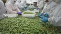 IQF Edamame in pods,Frozen Edamame,IQF Green Soybeans,Frozen Green Soybeans 9