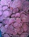 IQF purple sweet potato,sliced/diced