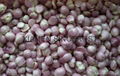 IQF shallots diced,Frozen Shallots diced,IQF diced shallots
