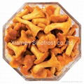 IQF cantharellus cibarius, wholes,Frozen  cantharellus cibarius 2