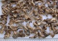 Brine Pleurotus baby  wholes,Brine oyster baby wholes 1