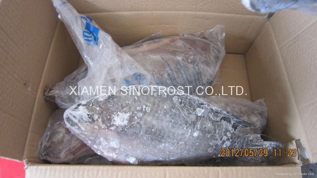 Frozen Tilapia Fillets,Frozen Whole Tilapia  3