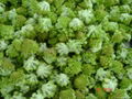 IQF Romanesco Florets,Frozen Romanesco Florets 2