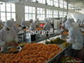 2023-2024 new crop IQF mandarin segments