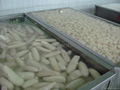 IQF Lotus Roots,Frozen Lotus Roots,slices/cuts