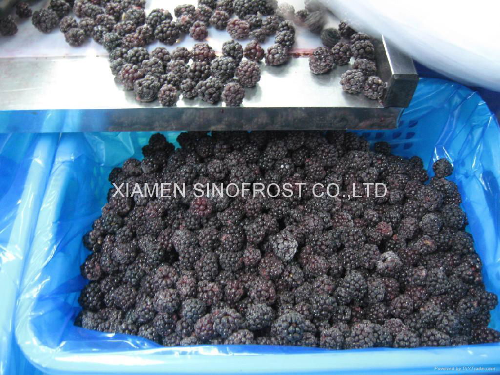 冷冻黑莓,速冻黑莓 3