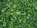 Frozen Spinach Leaf Ball,IQF Whole Leaf Spinach Ball,IQF Spinach in Briquette