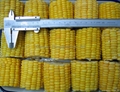 IQF Sweet Kernel Corn,Frozen Sweet Kernel Corn,IQF Sweetcorn Kernels