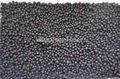 IQF blueberry,IQF Blueberries,Frozen Blueberries,cultivated