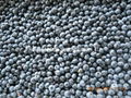 IQF blueberry,IQF Blueberries,Frozen Blueberries,cultivated 4