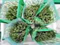  new crop IQF green asparagus,wholes/tips& cuts/cuts