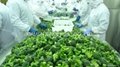2022 new  crop IQF broccoli,florets/cuts,Grade A/B