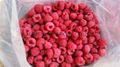IQF Raspberries,Frozen Raspberry,wholes/brokens/crumbles/puree