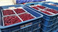 冷凍樹莓,速凍樹莓