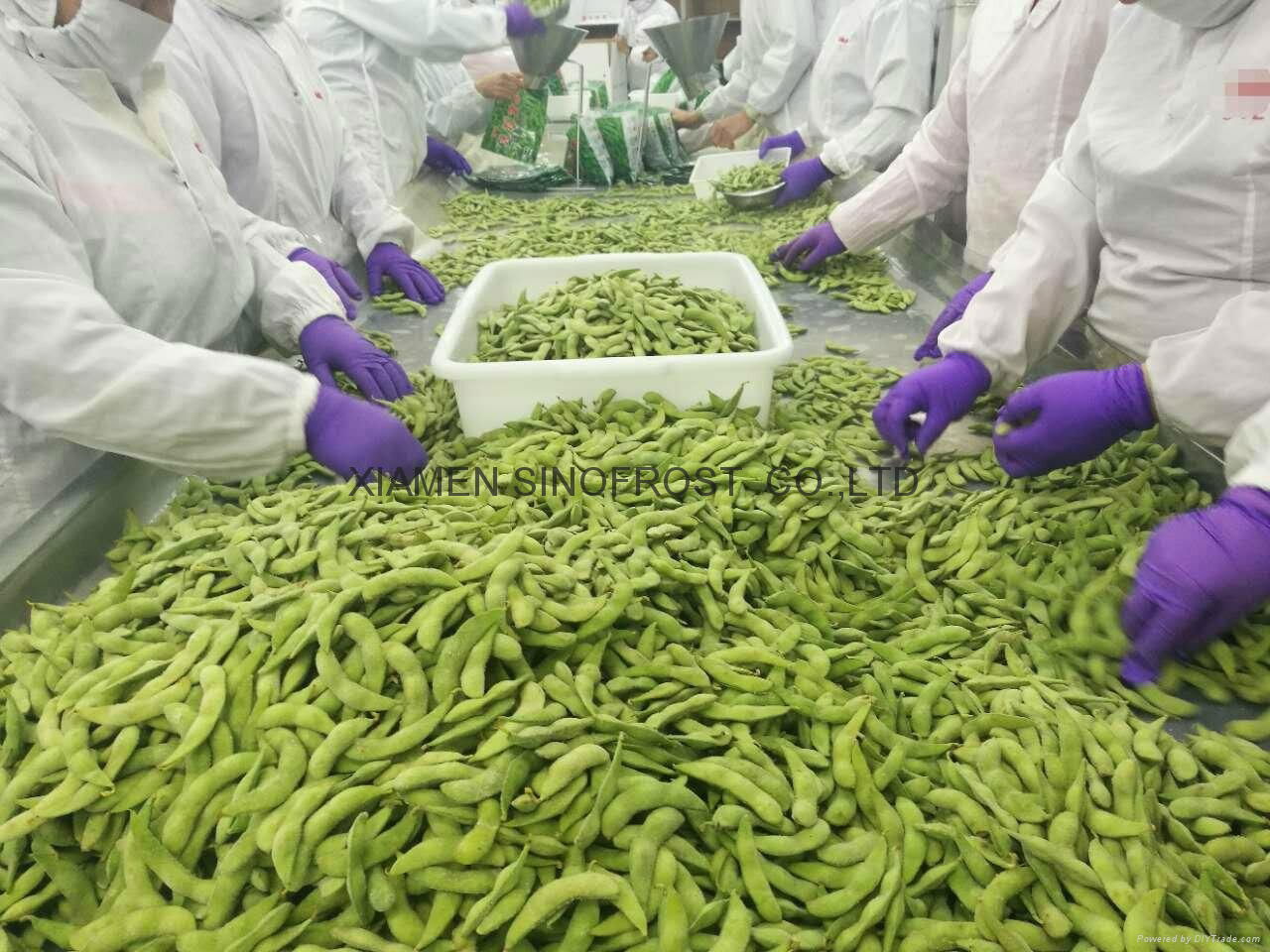 IQF Edamame,Frozen Edamame,IQF Green Soy Beans,Frozen Green Soy Beans 4