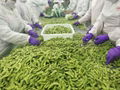 IQF Edamame in pods,Frozen Edamame,IQF Green Soybeans,Frozen Green Soybeans 4