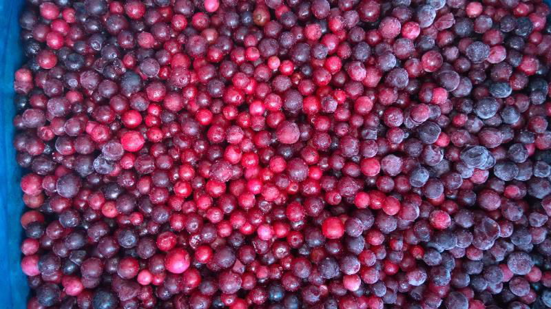 IQF Wild Lingonberries,Frozen Wild Lingonberries