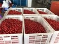 IQF cherry tomatoes,halves