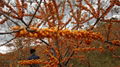 IQF Sea Buckthorn(Havthom),Frozen Sea Buckthorn