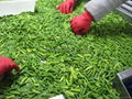 IQF garlic sprouts cuts,Frozen garlic sprouts cuts 4