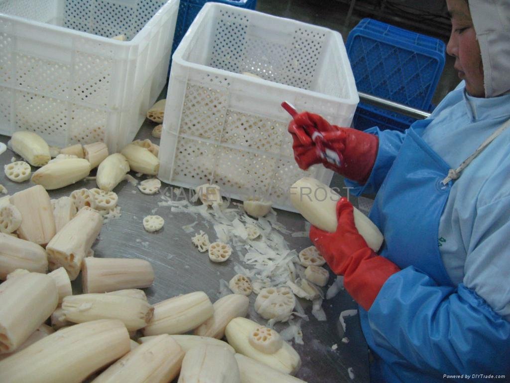IQF Lotus Roots,Frozen Lotus Roots,slices/cuts 4