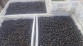 Frozen blackcurrants,IQF blackcurrants,cultivated,unblanched 5