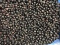 Frozen blackcurrants,IQF blackcurrants,cultivated,unblanched 1