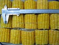 IQF Sweet Cob Corn,Frozen Sweet Corn on the COB,Frozen COB Sweet Corn 14