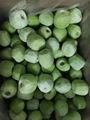 IQF Diced Kiwi,Frozen Diced Kiwi,IQF Kiwi Dices,Frozen Kiwi Dices 4