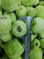 IQF Diced Kiwi,Frozen Diced Kiwi,IQF Kiwi Dices,Frozen Kiwi Dices 5