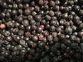 IQF blueberry,IQF Blueberries,Frozen Blueberries,cultivated