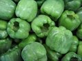 IQF Green Peppers Dices,Frozen Green Pepper Dices,IQF Green Pepper Cubes 9