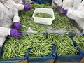 IQF Green Beans Cuts,Frozen Green Bean Cuts,IQF Cut Green Beans 12