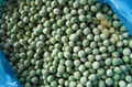 IQF Green Peas,Frozen Green Peas,IQF Frozen Green Peas 9