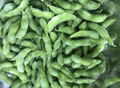 IQF Glazed Green Soybeans,IQF Glazed Edamame,IQF Glazed Soya Beans 2