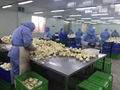 IQF Onions Rings,Frozen Onion Rings,IQF Onion Slices,IQF Sliced Onions 12