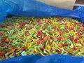 IQF Sweet Pepper Mix,IQF Mixed Bell Pepper,IQF Sweet Pepper (green/yellow/red)