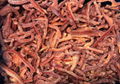 IQF Red Pepper Strips,Frozen Red Peppers Strips,IQF Sliced Red Peppers