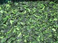 Frozen Spinach Leaf Ball,IQF Whole Leaf Spinach Ball,IQF Spinach in Briquette 13