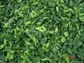 Frozen Spinach Leaf Ball,IQF Whole Leaf Spinach Ball,IQF Spinach in Briquette 16