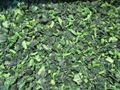 IQF Chopped Spinach,IQF Spinach Cut,BQF Cut Spinach,Frozen Chopped Spinach 9