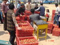 IQF Diced Strawberries,Frozen Strawberry Dices,IQF Sliced Strawberries 9