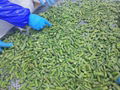 IQF green asparagus cuts & tips,Frozen green asparagus tips & cuts,blanched