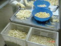 IQF White Asparagus Cuts & Tips,Frozen White Asparagus Tips & Cuts,IQF Asparagus 3