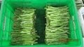 IQF Green Asparagus Whole,Frozen Green Asparagus Spear,IQF Frozen Asparagus 16